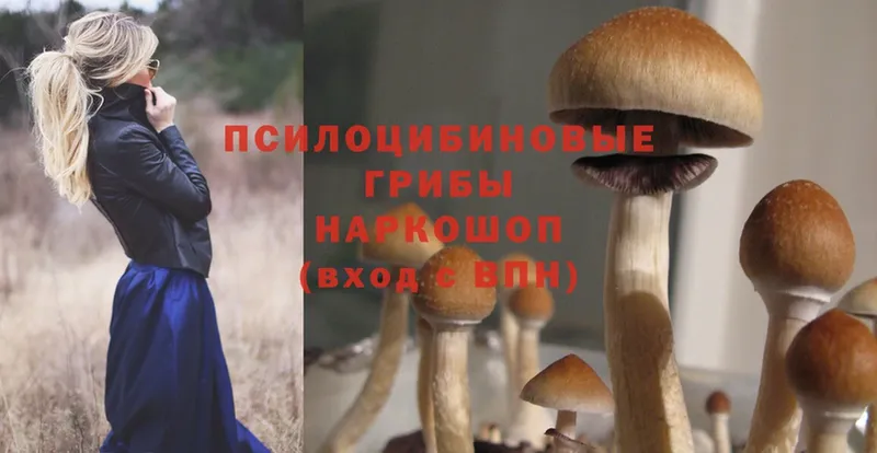 купить наркоту  mega зеркало  Галлюциногенные грибы Psilocybe  Кандалакша 